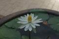 Stuning white flower in the park