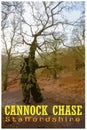WPA inspired retro travel poster of Cannock Chase, Staffordshire, UK