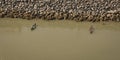 Wrangell, Alaska, USA - May 26, 2019: People paddling in tandem kayaks on river.