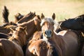 Wrangle in the field Royalty Free Stock Photo