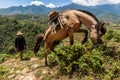A wrangler and his horse, at a mountain trail in Sapa, Lao Cai, Vietnam.