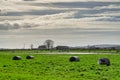 Wrapped bales of hay on an English farm.