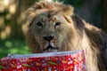 wrapped birthday present for a male Asiatic Lion (Panthera leo persica) Royalty Free Stock Photo