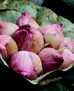 Wrapped bunch of pink Lotus Blossom Buds