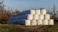 Wrapped hay rolls in stockpile. Royalty Free Stock Photo