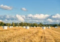 Wrapped Round White Hay Bales Field. Rural Area. Nature