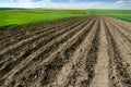 rows of potatoes and green fresh field of winter wheat in spring, hills with agricultural land Royalty Free Stock Photo