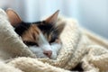 Wrapped up cat Royalty Free Stock Photo