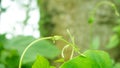 Wrapped in vines on the tree. Weeds, Jarmani Lota, Mikania Micrantha Kunth, Bittervine, Germani Lota