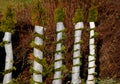 By wrapping and tying conifers, the twigs will be protected from heavy snow that can break or bend the tree. white cloth or string