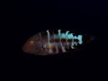 Wrasse