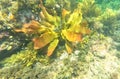 Wrasse and kelp at Witton Bluff (South Australia). Royalty Free Stock Photo