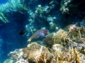 Wrasse with red stripes over yellow coral reef Royalty Free Stock Photo