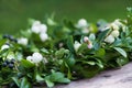 Wreath of boxwood branches