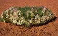 Wreath Flowers Lechenaultia macrantha during wildflower season