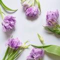 Wreath frame violet tulips, green leaf on white background. Easter, spring concept. Flat lay, top view
