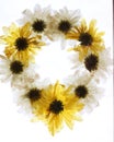 A wreath of pressed yellow and white chrysanthemums flowers
