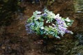 Wreath on water. Slavic divination, tradition. Outdoor Royalty Free Stock Photo