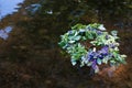 Wreath on water. Slavic divination, tradition. Outdoor Royalty Free Stock Photo