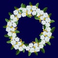 Wreath of white camomiles on the blue background Royalty Free Stock Photo