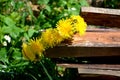 A wreath of yellow dandelions hangs on the edge of a wooden plank.