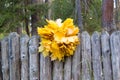 Wreath of yellow maple leaves on the wooden fence. Natural background. Autumn Concept. Royalty Free Stock Photo