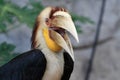 Wreathed Hornbill