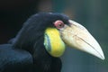 Wreathed hornbill Royalty Free Stock Photo