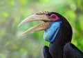 the Wreathed Hornbill, Bar-pouched wreathed hornbill .