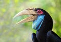 Wreathed Hornbill, Bar-pouched wreathed hornbill.