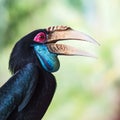 Wreathed Hornbill Royalty Free Stock Photo