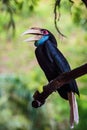 Wreathed Hornbill Royalty Free Stock Photo