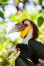 Wreathed Hornbill bird in Bali Island Indonesia Royalty Free Stock Photo