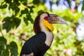 Wreathed Hornbill bird in Bali Island Indonesia Royalty Free Stock Photo