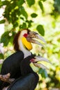 Wreathed Hornbill bird in Bali Island Indonesia Royalty Free Stock Photo