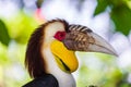 Wreathed Hornbill bird in Bali Island Indonesia