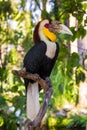 Wreathed Hornbill bird in Bali Island Indonesia Royalty Free Stock Photo