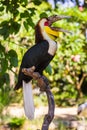 Wreathed Hornbill bird in Bali Island Indonesia Royalty Free Stock Photo