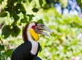 Wreathed Hornbill bird in Bali Island Indonesia Royalty Free Stock Photo