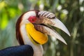 Wreathed Hornbill in the bird park of Bali island Royalty Free Stock Photo