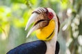 Wreathed Hornbill in the bird park of Bali island