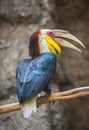 Wreathed Hornbill Bird Rhyticeros undulatus