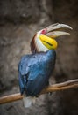 Wreathed Hornbill Bird Rhyticeros undulatus Royalty Free Stock Photo