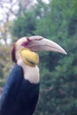 Wreathed Hornbill