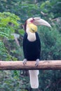 Wreathed Hornbill