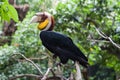 Wreathed hornbill, an exotic bird in Bali bird park.