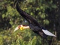 Wreathed Hornbill in Flight - Awe-Inspiring Wildlife Photography on dreamstime