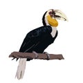 Wreathed hornbill, hornbill vector illustration