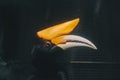 Wreathed Hornbill Rhyticeros undulatus, also known as the Bar-pouched Wreathed Hornbill.