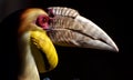 Wreathed Hornbill Rhyticeros undulatus